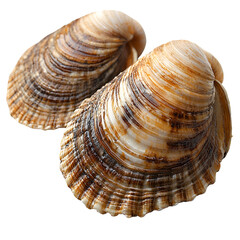 Fototapeta premium Pair of clam shells on transparent background