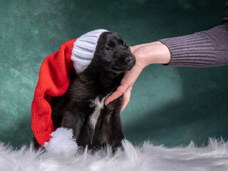 A little puppy in a Christmas hat. Studio shooting