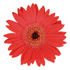 Close-up of a vibrant red gerbera daisy in full bloom, isolated on a white background, highlighting symmetrical petals and a detailed flower center, symbolizing freshness and beauty.
