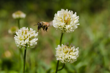 Bee closeup Pollinating Trifolium repens Flower