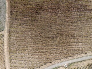Neat aerial rows of vineyard plants