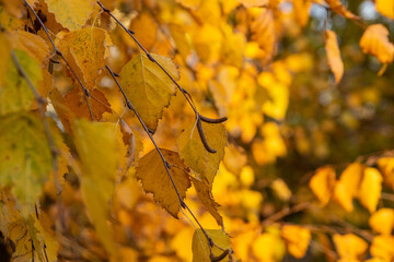yellow autumn leaves