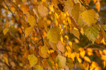 yellow autumn leaves