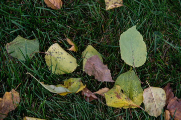 autumn leaves in the grass