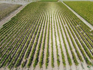 Neat aerial rows of vineyard plants