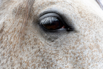 A close up image of the dark brown eye of a beige horse.