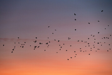 Ein Schwrm Krähen in der Abenddämmerung