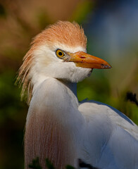 Beautiful orange and white Cattle Egret in breeding plumage.tif