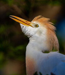 Cattle egret in full colorful breeding plumage looking up.CR2
