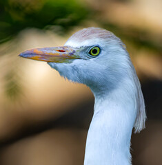 Profile, facing left of a young cattle egret6