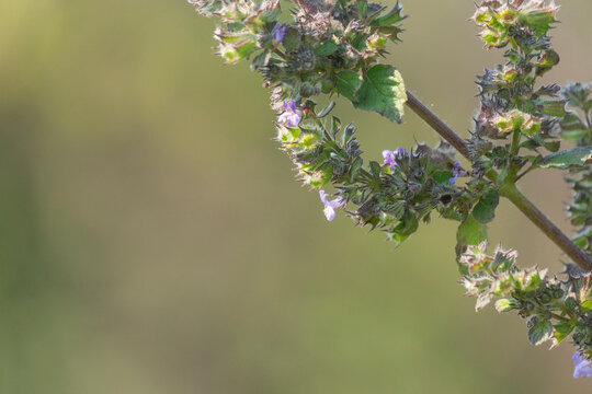 Close-up of a Mesosphaerum suaveolens (Hyptis suaveolens) plant stem with a lush green blurred background.