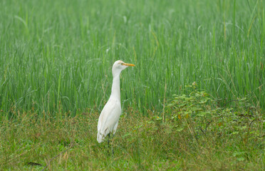 A Cattle Egret (Bubulcus ibis)