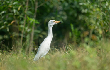A Cattle Egret (Bubulcus ibis)