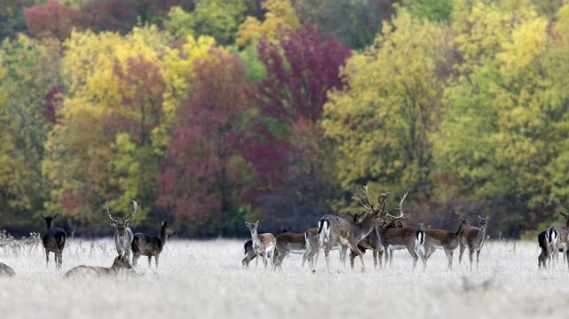 4k video of fallow deer (dama dama) herd, male and female, standing of the edge of large forest in autumn season during ruting season. 