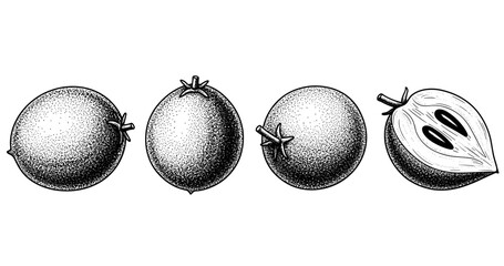 Detailed black and white sapodilla fruit cross-section illustration