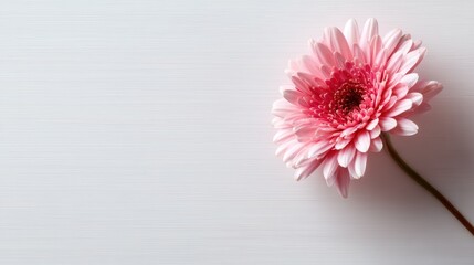 A stunning pink flower with intricate petals stands out against a light background, evoking feelings of beauty, nature, and tranquility in its elegant simplicity.