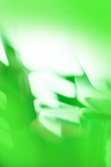 Obraz premium Green defocused texture for your design. Green blurry background.