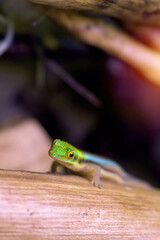 Tiny lizard with bright colors resting