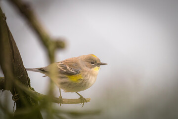 Closeup of a yellow-rumped warbler perched on a tree branch in Fresno, California.