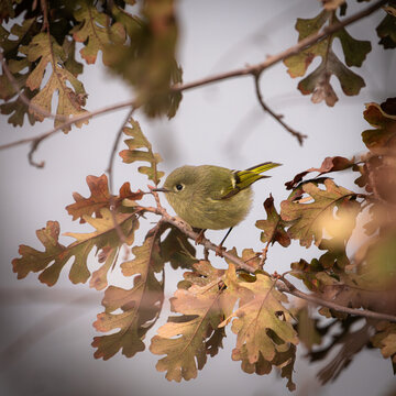 Closeup of a ruby-crowned kinglet perched on a valley oak branch in Fresno, California.