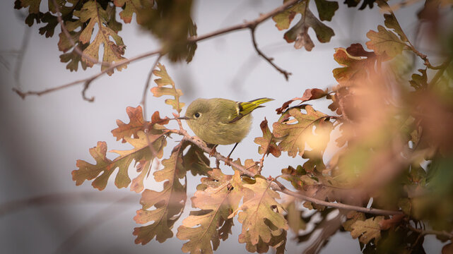 Closeup of a ruby-crowned kinglet perched on a valley oak branch in Fresno, California.