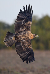 Spanish Imperial Eagle in flight showing dorsal side