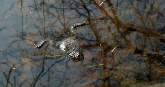 Close-up of a Common toad (bufo bufo) is floating in a pond in spring, Mustavuori, Helsinki, Finland.