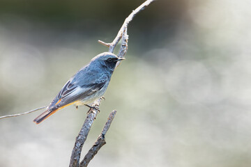 Male black redstart (Phoenicurus ochruros) perched on a branch with a soft diffused background