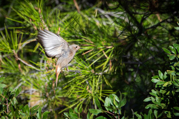 Female black redstart (Phoenicurus ochruros) in flight with wings extended near a shrub, side view