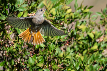Female black redstart (Phoenicurus ochruros) in flight with wings extended near a shrub.
