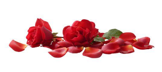 Fototapeta premium Romantic red roses and petals on transparent background for love and beauty projects
