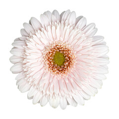 Close-up of a soft pale pink gerbera daisy in full bloom, isolated on a white background, featuring delicate layered petals and a fresh green center, symbolizing elegance and purity.