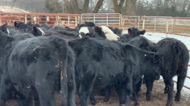 Angus / Black Baldy Hereford cross heifers walking around