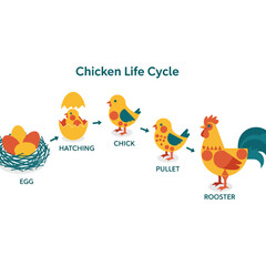 Chicken life cycle stages flat illustration, egg, hatching, chick, pullet, and rooster development