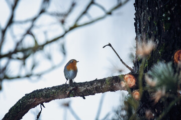 a robin, erithacus rubecula, perched on a tree at a winter day