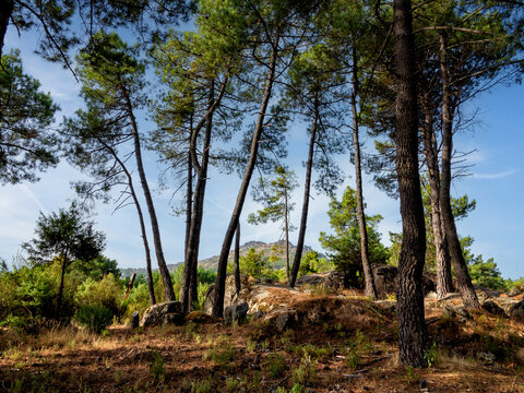 Pe&ntilde;a Mu&ntilde;ana tras los pinos