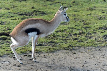 Springbok antelope standing on grass © Plesca