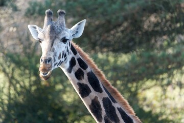 portrait of a giraffe