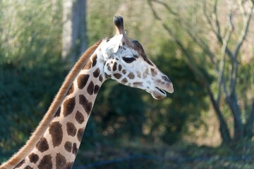 Obraz premium portrait of a giraffe