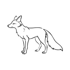 Naklejka premium Clean hand-drawn outline of standing fox sketch, side profile. Hand drawn artwork features elegant fine lines for fox sketch. Ideal fox sketch for educational projects, nature designs.