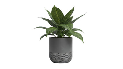 Green potted plant with decorative geometric planter on plain background.