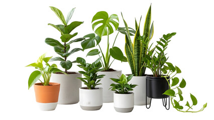 Variety of potted indoor plants on a white background