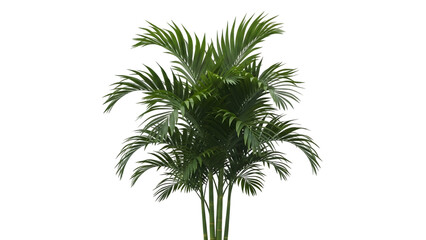 Lush green palm plant with vibrant leaves on a white background.