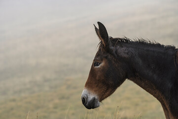 Wild mule standing on the foggy high plateau of Gran Sasso National Park in Italy. Thick mist...