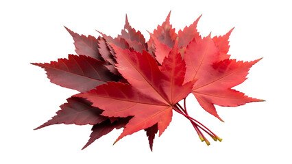 Vibrant red maple leaves on a white background