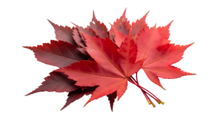 Vibrant red maple leaves on a white background