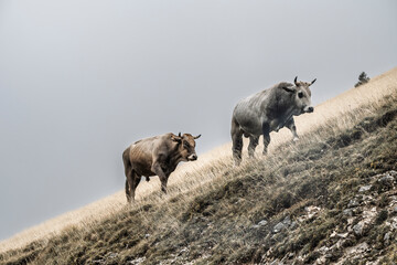Italian Highland cattle grazing on the high plateau of Gran Sasso National Park in the Abruzzo region of Italy, surrounded by wide open grasslands in a protected natural landscape.
