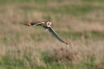 Hibou des marais