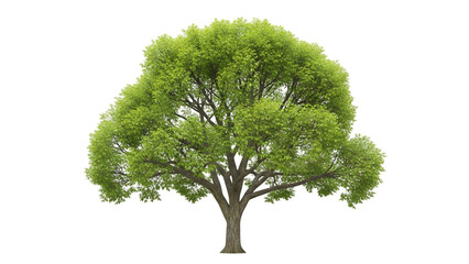 Lush Green Tree with Sprawling Branches on Isolated Background