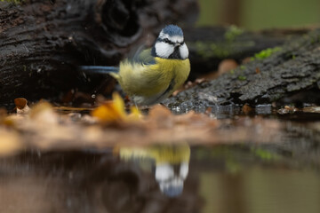Mésange bleue © JAG IMAGES
